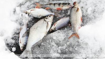 В Ганцевичском районе трое мужчин ловили бреднем рыбу и попали под уголовную статью