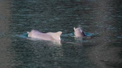 Видео: горбатые дельфины впервые появились у берегов Эйлата