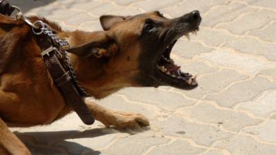 Растерзанный собаками труп пенсионерки обнаружили у кладбища в Нижнем Тагиле