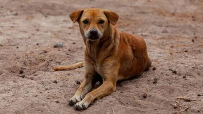 Истерзанный собаками труп пенсионерки нашли в Нижнем Тагиле