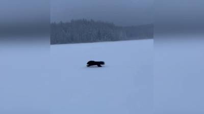 Мчащуюся по снегу россомаху сняли на видео в Ленинградской области