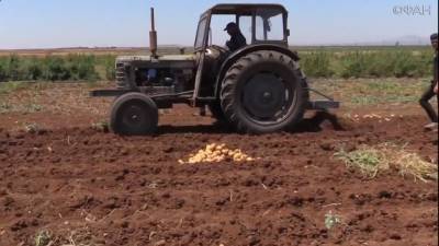 Сирийские фермеры возобновили работу в провинции Хама