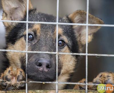 В Перми 52 волонтера помогли пристроить 1200 безнадзорных собак