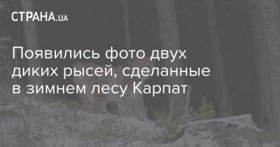 Появились фото двух диких рысей, сделанные в зимнем лесу Карпат