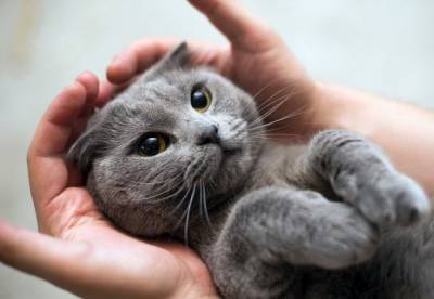 Ученые выяснили, как коты влияют на дистанционную работу хозяев