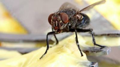 Почему мухи летят туда, где воняет: ответ ученых