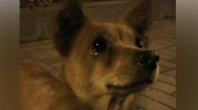 Девушка покормила бездомного пса, а тот заплакал от такой доброты – трогательное видео