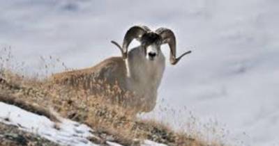 В Хороге из-за холодов горные козлы стали чаще спускаться к населенным пунктам в поисках пищи