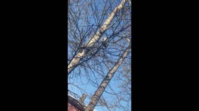 На улице Крюкова на дереве сидит необычная птица