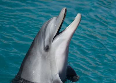 Дельфина выбросило на мель на пляже в Великобритании - Cursorinfo: главные новости Израиля