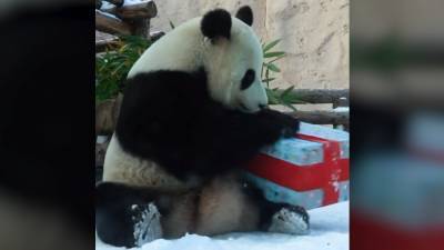 Обитателям Московского зоопарка раздали новогодние подарки.