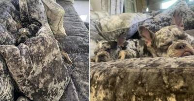 Фото "замаскировавшихся" на диване щенков стали вирусными в Сети