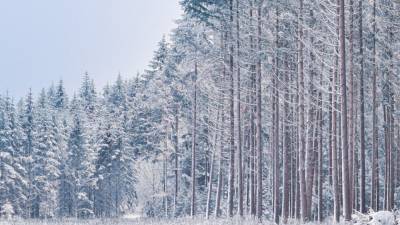 Прокурор офиса Генпрокуратуры Украины замерз в лесу в новогоднюю ночь