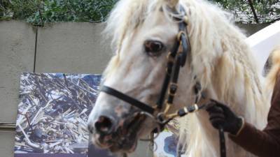 Запряженные в карету лошади спровоцировали ДТП в Петербурге