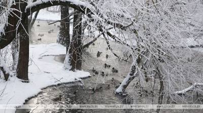Мокрый снег с дождем ожидается в Беларуси 6 января