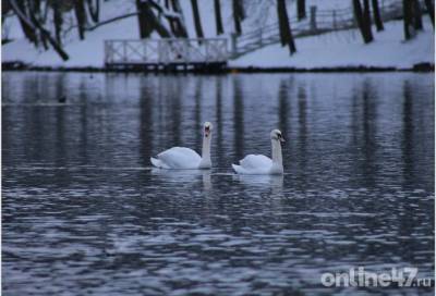 Лебеди, утки, чайки: кого можно встретить во время зимней прогулки по Гатчине