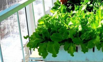 Тюменский агроном рассказала, как выращивать зелень для салатов на подоконнике