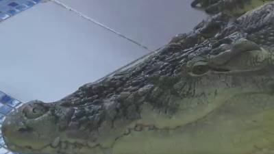 На Урале живет самый большой крокодил в России