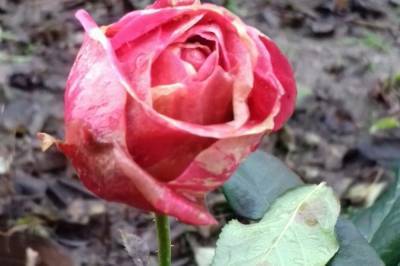 В Виннице в январе из-за теплой погоды зацвели розы и хризантемы