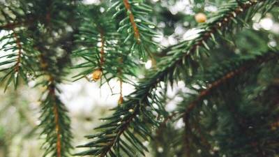 Продажи елок в России за год выросли почти на треть