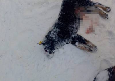 В Башкирии живодеры жестоко растерзали собаку