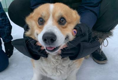 Корги, который гуляет сам по себе: в парке «Монрепо» нашли хозяина пса-потеряшки