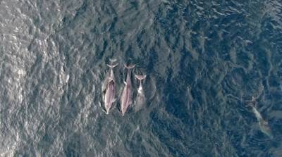 Дельфины появились в проливе Босфор после введения комендантского часа в Турции - их сняли при помощи дронов