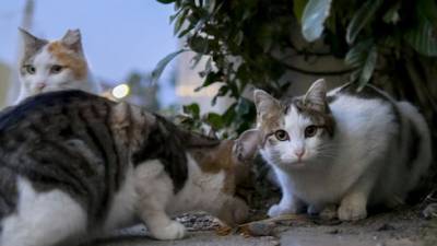 В Герцлии бесплатно раздали корм для уличных кошек