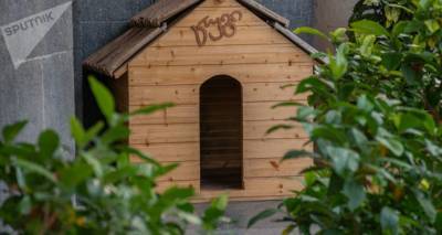На западе Грузии для бездомных собак построили будки