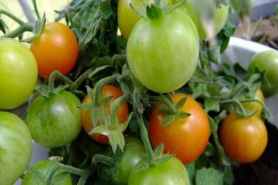 Как выращивать томаты вне теплицы: раскрываем огородные хитрости