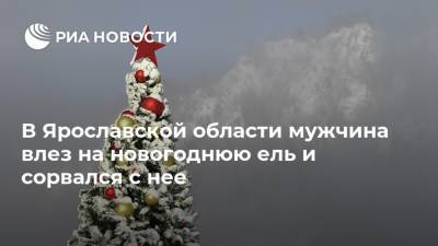 В Ярославской области мужчина влез на новогоднюю ель и сорвался с нее