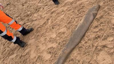 Полицейские нашли «монстра» на пляже в Великобритании