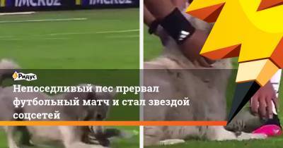 Непоседливый пес прервал футбольный матч и стал звездой соцсетей
