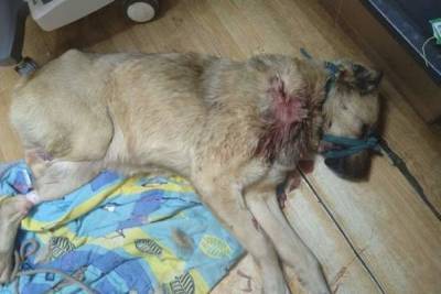 В Ярославской области начали проверку по факту истязания собаки