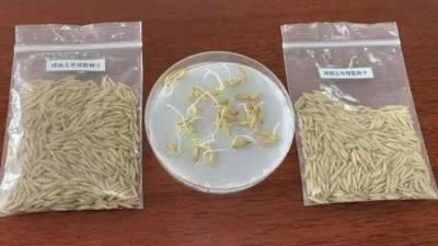 В Китае проросли семена риса, которые побывали на Луне