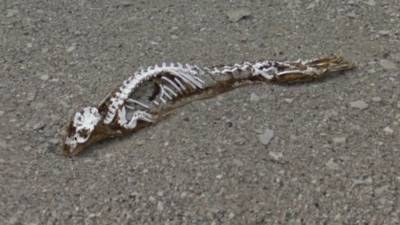 Кадры из Антарктиды со скелетом динозавра появились в Сети