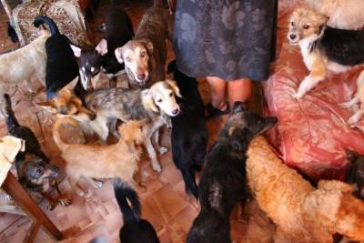 Из квартиры москвички пропали 10 собак в Тверской области