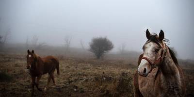 Беспрецедентное явление в Израиле: откуда взялся густой туман по утрам?