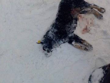 «Разрезаны половые органы»: 1 января в Башкирии зверски убили собаку