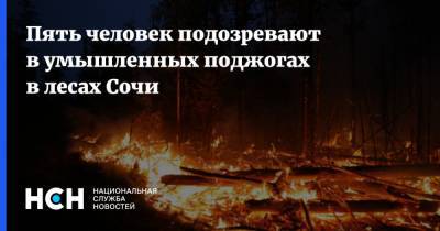 Пять человек подозревают в умышленных поджогах в лесах Сочи