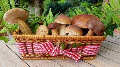 Учительница биологии на пенсии открыла 20 новых видов грибов – Учительская газета