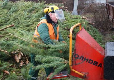 В столице призвали киевлян сдавать елки на переработку