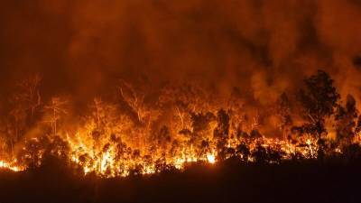 Подозреваемых в лесных поджогах задержали в Сочи