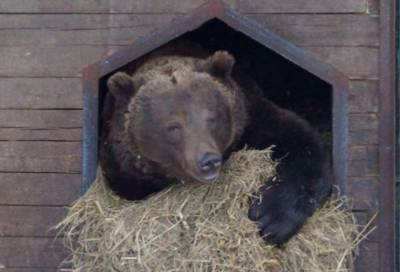"Такого праздника давно не было": все 20 медведей впали в спячку в центре "Велес"