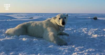 В США начали продавать лицензии на добычу нефти в Арктике. Экологи говорят, что это может повредить тамошней природе