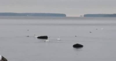 Стае белых лебедей угрожает гибель от вмерзания в лед в Ленобласти
