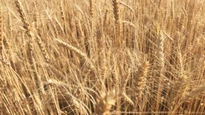 Рекордное подорожание украинской пшеницы связали с «российским фактором»
