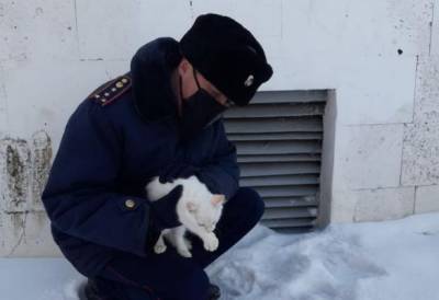 В Казахстане 43 градуса мороза: кошки замерзают