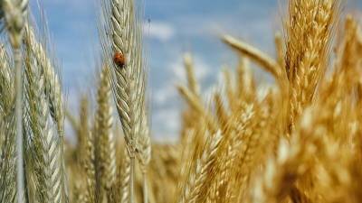 СМИ: рекордное подорожание украинской пшеницы связано с РФ