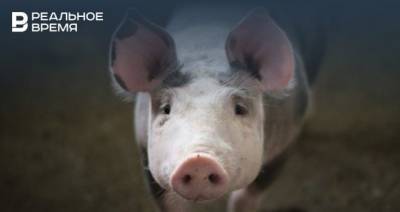 В Татарстане начался отстрел кабанов из-за африканской чумы свиней — видео